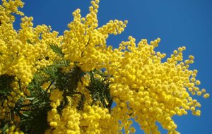 Appel aux bonnes volontés